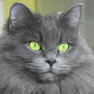 aretha esprit nouveau gatti di razza siberiana blue solido diluito