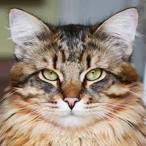 chomei esprit nouveau gatto di razza siberiana black dark sunshine tabby mackrell