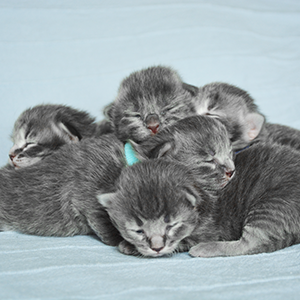 cucciolata a gatto siberiano di razza blu blue tabby esprit nouveau siberian cat milano