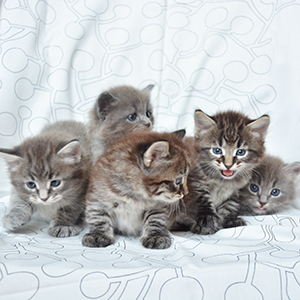 cucciolata b gatto siberiano blue tabby blue mackrell allevamento milano
