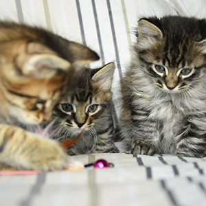 cucciolata b gatto siberiano brown tabby mackrellseal tabby point dark sunshine allevamento milano