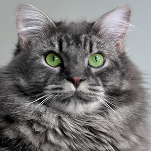 gatto di razza gatto siberiano gatto blue tabby esprit nouveau siberian cat