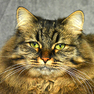 eartha vanity matiblue esprit nuoveau gatto di razza siberiano brown tabby mackrell