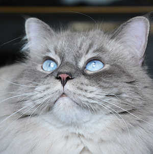 gahel matiblue of esprit nouveau gatto di razza siberiana blue tabby point neva masquerade